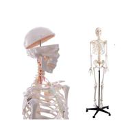 Life-Size Human Skeleton Model for Anatomy Study, 180cm Full Body Skeletal System,1pcs