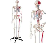 Life Size Human Skeleton Model for Anatomy Study, Medical Education, and Classroom Demonstration