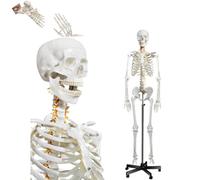 Life Size Human Skeleton Model with Nervous System and Rolling Stand for Anatomy and Medical Study