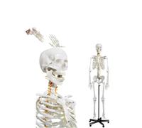 Life Size Human Skeleton Model with Nervous System Rolling Stand