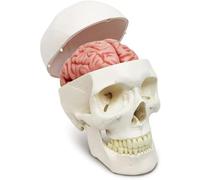 Life Size Human Skull and Brain Model with Numbered Sutures - Anatomical Educational Tool for Medical Students and Kids