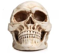 Life Size Human Skull Model 1:1 Replica Realistic Human Adult Skull Head Bone Model