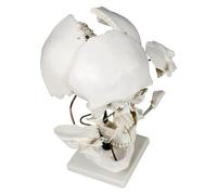 Life Size Human Skull Model ，17 Pieces Skull Separation Model For Medical Student,Teaching Teaching Aid Model,For Learning