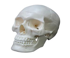 Life Size Human Skull Model 2 Parts Realistic Human Skull with Removable Skull Cap Anatomy Teaching Supplies Human Anatomy Skeleton Model for Kids
