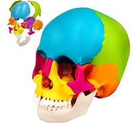 Life-Size Human Skull Model, Anatomical PVC Learning Tool for Research | Life-Size Human Skull Model for Detailed Anatomy Studies and Medical Education, Ideal for Students and Researchers