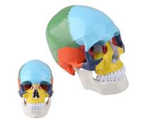 Life-Size Human Skull Model - Painted Anatomy, Detachable Features For Professional Teaching And Research
