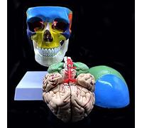 Life -Size Human Skull With The Brain And Cervical Vertebrae Model Anatal Human Skull With Brain Silent Anatal Skull Model Color Code