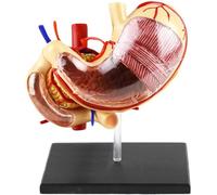 Life Size Human Stomach Model - Anatomical Educational Tool for Studies - Realistic Human Organ Representation