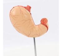 Life-Size Human Stomach Structure ModelStomach Anatomy ModelHuman Digestive SystemOrgansStomach StructureDigestive Medical ModelTraining Aids