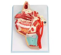Life Size Human Throat Anatomy Model, 21CM Flat Anatomical with Trigeminal Nerve and Cerebrovascular Detail Human Torso Model