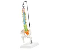 Life Size Humans Bone Model Enlarged Colorful Cervical Spine Medulla Spinalis Easy to Use Medicals Teaching Aid Cervical Spine