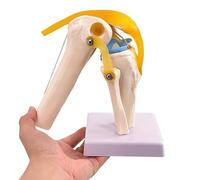 Life-Size Knee Joint Model with Ligaments - Flexible, Hand-Painted Anatomical Structure for Teaching & Demonstration - PVC Material, 12 Inches Tall