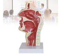 Life-Size Laryngeal Model for Nasal Cavity and Throat Anatomy, Detailed Pathological Features, Ideal for Educational Demonstration and Classroom Learning