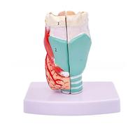 Life Size Larynx Anatomical Model Anatomical Model Throat Anatomy Human Organs Teaching Prop Larynx