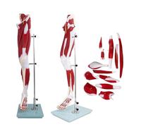 Life Size Lower Limb Anatomy Model with 13 Removable Parts, Muscle & Blood Vessel & Nerve Model, Anatomical Location Numerical Identification for Medical Physiology Study and Teaching