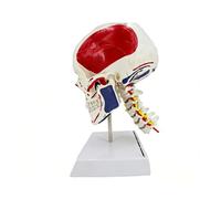 Life Size Medical Teaching Skull Model with Accurate Muscle Coloring and Detachable Jaw Detachable Skull Model