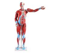 Life Size Muscular Human Muscles Anatomy Model 27 Removable Parts Model Superficial Anatomical Muscular Movement System Study Tool For Teaching Pratice