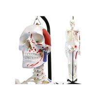 Life Size Muscular Painted Human Skeleton Anatomical Model with Hanging Stand, 180cm Tall, Moveable Joints,1pcs