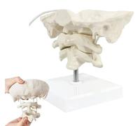 Life Size Occiput Model, Human Cervical Spine Model, Functional Movable Occipital Model, Educational Model, for Medical Teaching Training Aid