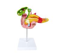 Life-Size Pancreas, Duodenum and Gallbladder Pathological Model Liver Organ with Disease Demonstration Human Torso Model