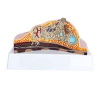 Life-Size Pathological Breast Anatomy Model PVC Female Organ Display with Multiple Disease Conditions Human Torso Model