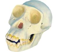 Life-Size Resin Chimpanzee Skull Model - Realistic Zoo Specimen for Halloween Decoration and Educational Display