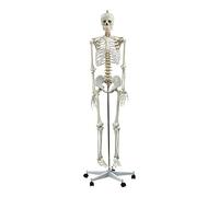 Life-Size Skeleton Model |180cm Tall | Detachable Skull, Arms, and Legs | Anatomical Skeleton With 206 Bones | Medical Study Aid & Display | Human Skeletal Anatomy