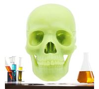 Life Size Skull Anatomy Model - 15 Piece Human Cranial Structure, High Precision Teaching Model with Labeled Parts and Pvc Construction | Perfect for Student Training Clinic Biology Education