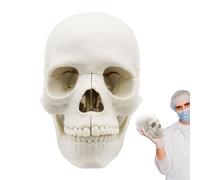 Life Size Skull Anatomy Model - 15 Piece Human Cranial Structure, High Precision Teaching Model with Labeled Parts and Pvc Construction | Perfect for Student Training Clinic Biology Education