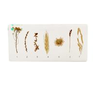 Lifecycle Development Taxidermy - Real Insect Animal Plants in Resin Specimens, Animal Taxidermy Collection for Science Education & Desk Ornament(6.37 * 2.95 inch) (Inflorescences)