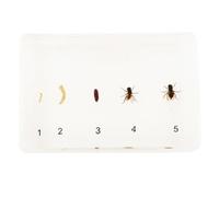 Lifecycle Development Taxidermy - Real Insect Animal Plants in Resin Specimens, Animal Taxidermy Collection for Science Education & Desk Ornament(6.37 * 2.95 inch) (Flies)