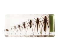 Lifecycle Development Taxidermy - Real Insect Animal Plants in Resin Specimens, Animal Taxidermy Collection for Science Education & Desk Ornament(6.37 * 2.95 inch) (Locusts)