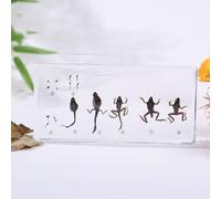 Lifecycle of a Frog Development in 6.16" Resin Science Classroom Specimens, for Biology Education Preserved Taxidermy Display, Specimen Taxidermy Animal Bugs Preserved
