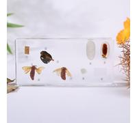 Lifecycle of a Frog Development in 6.17" Resin Science Classroom Specimens, for Biology Education Preserved Taxidermy Display, Specimen Taxidermy Animal Bugs Preserved