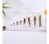 Lifecycle of a Frog Development in 6.20" Resin Science Classroom Specimens, for Biology Education Preserved Taxidermy Display, Specimen Taxidermy Animal Bugs Preserved
