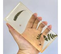 Lifecycle of Development in Science Classroom Specimens, Real Insect Animal Plants in Resin Specimens, for Biology Education Preserved Taxidermy Display (Ferns)