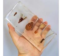Lifecycle of Development Paperweight - Animal Specimens in Clear Resin, Science Classroom Animal Paperweight for Science Education Desk Office Ornaments Decoration (Pine trees)