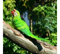 Lifelike Fake Parrots, Resin Vibrant Simulation Parrot Wall-mounted Tree Ornaments Colorful Garden Parrot Hanging Decoration