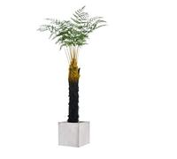 Lifelike Leaves Artificial Fake Tree With Thorns Or Without, Green Plant Potted Plants Office Garden(150cm)