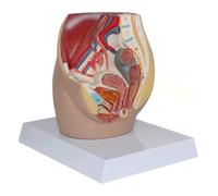 Lifesize Human Female Pelvic Cavity Model - Detailed Representation of Reproductive, Urinary, and Abdominal Systems