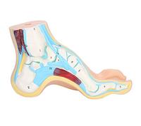 Lifesize Human Foot Model for Adults with Muscle Display and Arch Foot Accessories for Teaching and Research Applications (Pie de la reverencia)