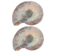 LIFKOME 2pcs Natural Ammonite Sliced Specimens Educational Models for Learning and Display Organic Mineral Decor for Adults and Enthusiasts Unique Paleontology Collectibles