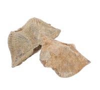 LIFKOME 2pcs Natural Sea Shell Specimen for Geology and Paleontology Education Authentic Spirifer Conch Teaching Tools Real Epifaunal for Study and Collection Display Unique Gift for