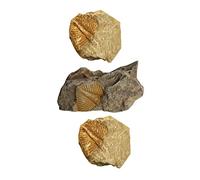 LIFKOME 3pcs Trilobite Specimen Kit Natural Irregular Rock Collector for Paleontology Education and Archaeology Teaching Tools