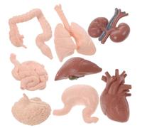 LIFKOME 8Pcs Human Organ Model for Anatomy Study Realistic Brain Heart Intestine Kidney Models Educational Medical Teaching Tools for Students and Professionals