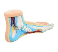 LIFKOME Anatomical Foot Model for Teaching with Realistic Bone Muscle Ligament Structure Vinyl Human Foot Skeleton for School Laboratory and Training