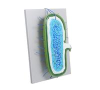 LIFKOME Enlarged Animal Cell Model with Nucleus for Biology Teaching Cell Structure Demonstration Kit Educational Science Tool for Classroom Learning