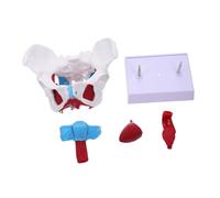 LIFKOME Female Pelvic Model PVC Medical Anatomy Teaching Aid with Pelvic Floor Muscles Unbreakable Skeleton for Doctor Nurse Student Practice and Display in Medical School Hospital