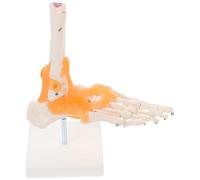 LIFKOME Human Foot Joint Model with Ligaments, Pvc 1:1 Life Size Anatomical Foot Skeleton Model on Base, Teaching Tool for Classroom Display and Anatomical Study