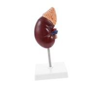 LIFKOME Human Kidney and Adrenal Gland Model Removable Anatomical Kidney Model for Medical Teaching Biology Class Premium Plastic Human Organs Simulation for Study and Display
